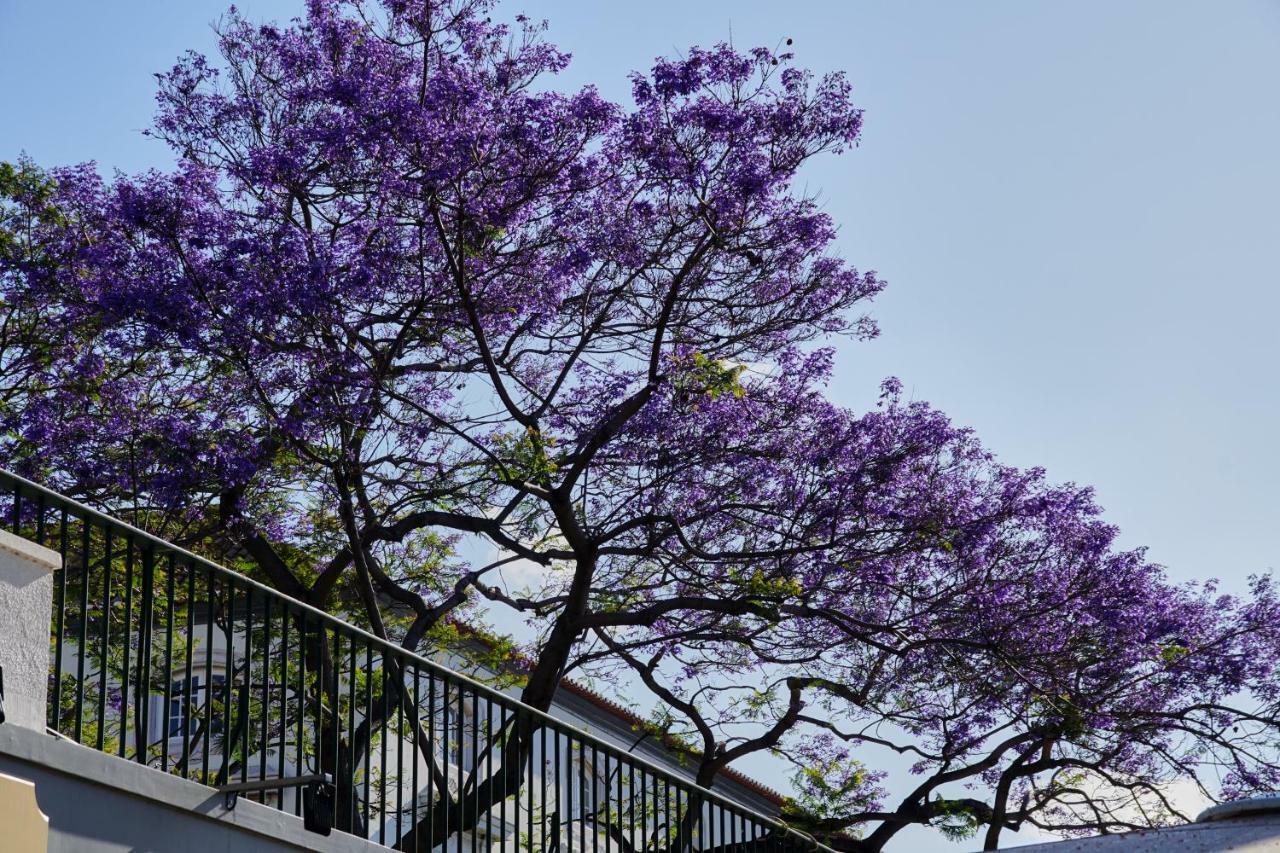 Pimenta Funchal Downtown Daire Dış mekan fotoğraf